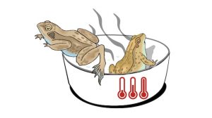 Boiling-frog-Welcher-Frosch-bist-du